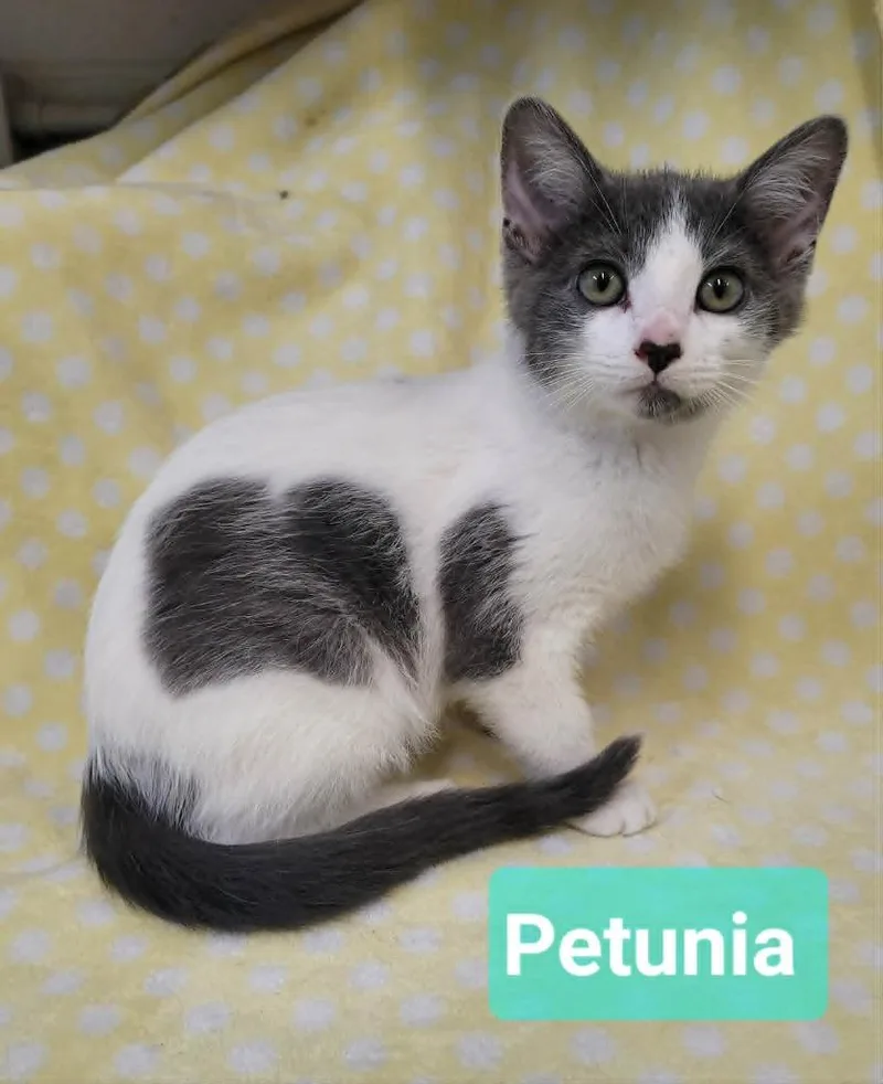 Petunia thumbnail 4