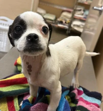 A baby small-sized male Mixed Breed dog named Coconut for adoption in Honolulu, HI