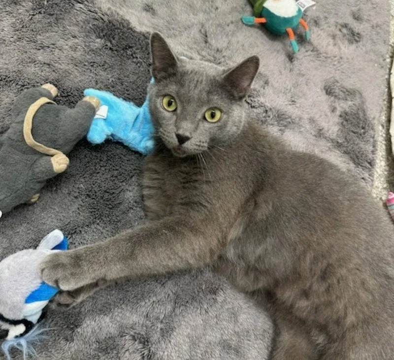 A young medium-sized male Domestic Short Hair cat named Scotland for adoption in Williamsburg, IA