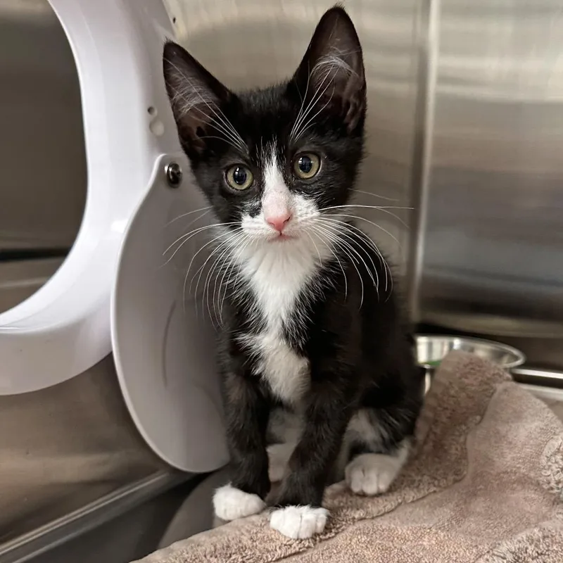 A baby small-sized male Black Domestic Short Hair cat named Zion for adoption in Hailey, ID