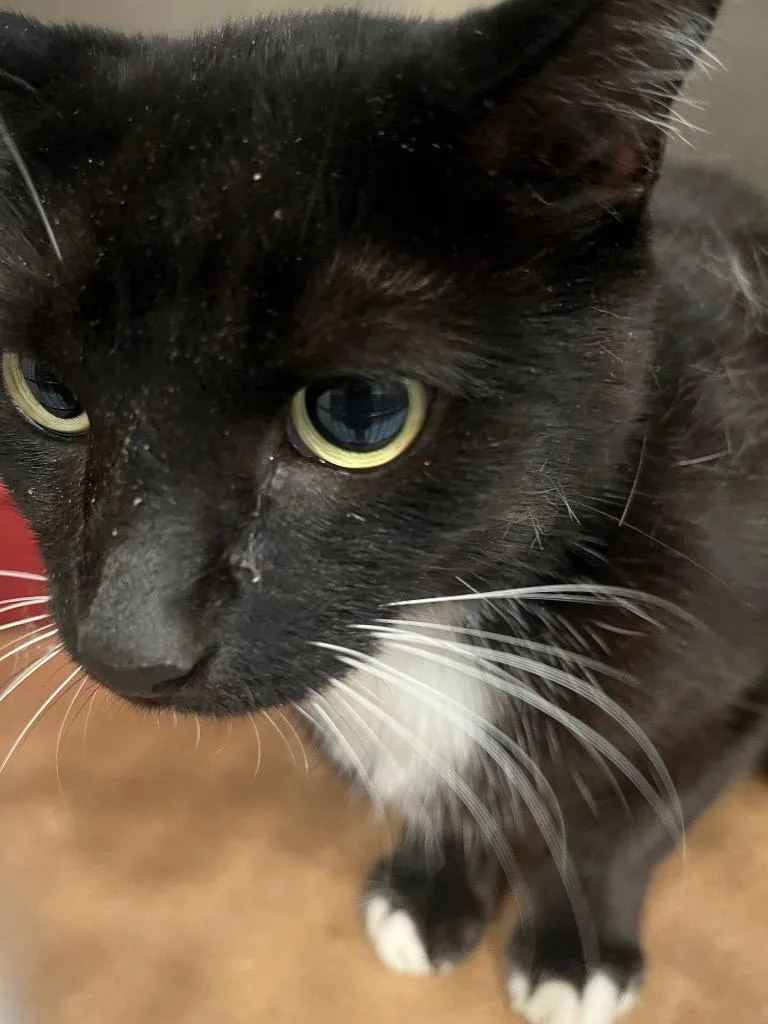 A young large-sized female Domestic Short Hair cat named Kalie for adoption in Cartersville , GA