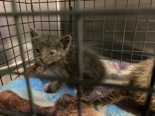 A baby small-sized female Domestic Short Hair cat named Unknown for adoption in Rancho Cucamonga, CA