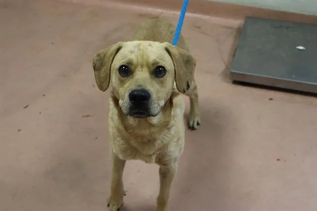 A young medium-sized male Mixed Breed dog named Lasso for adoption in Columbia, SC