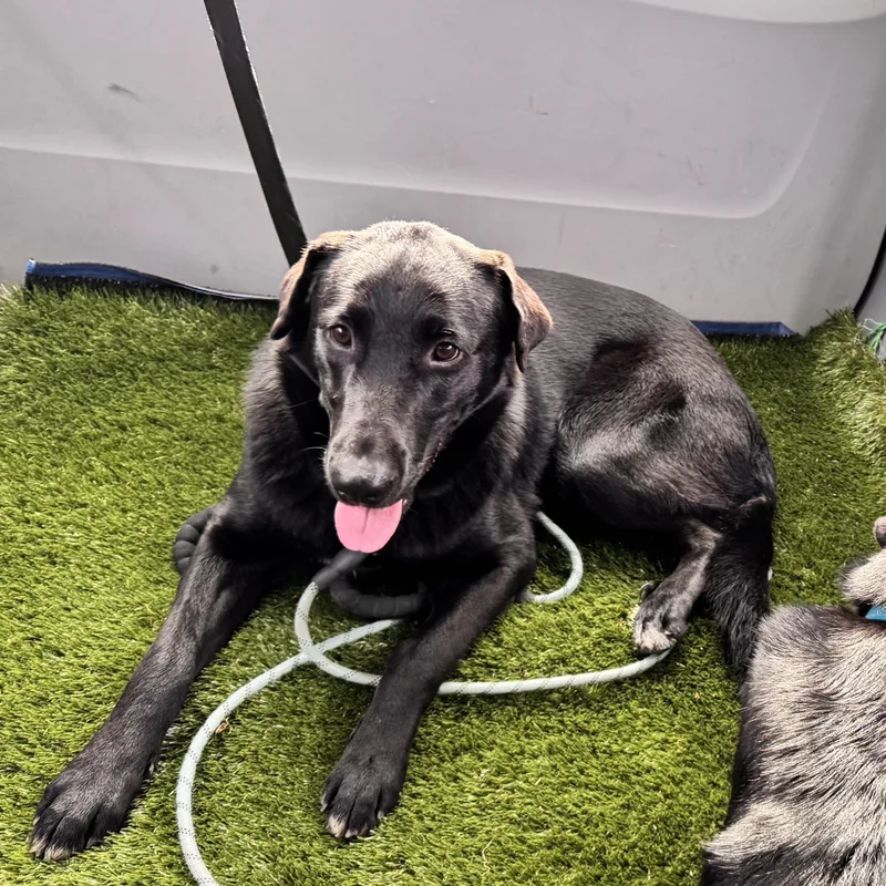 A young large-sized male Black Labrador Retriever dog named Milo for adoption in San Francisco, CA