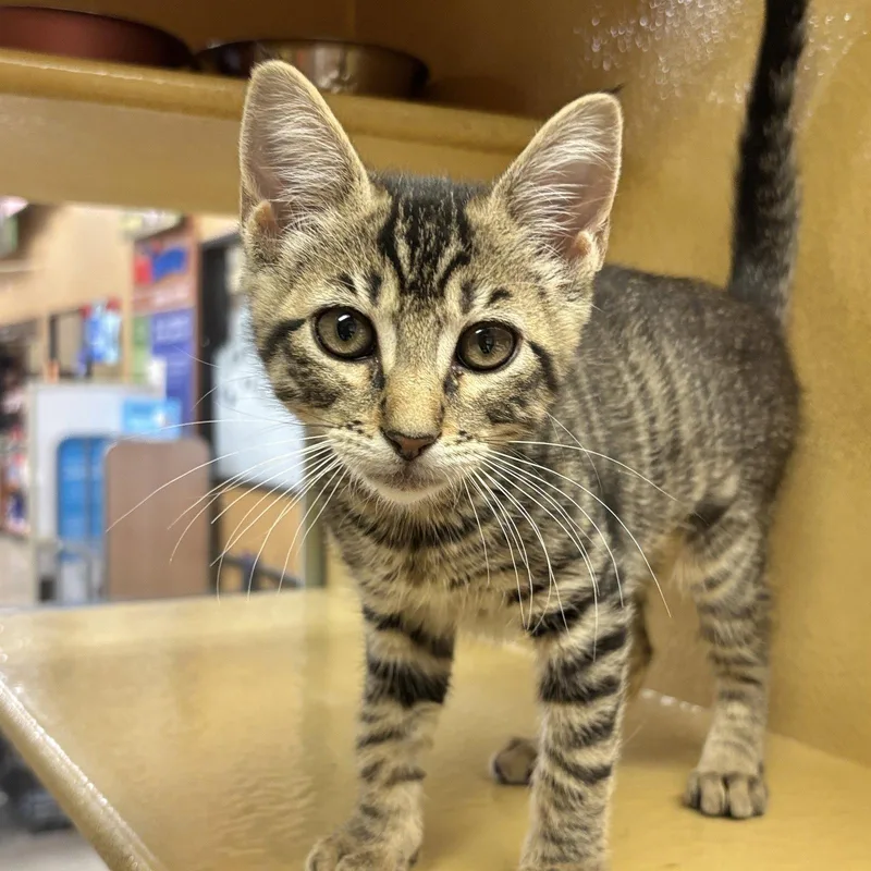A baby medium-sized female Domestic Short Hair cat named Jasmine for adoption in Sonora, CA