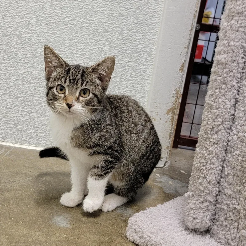 A baby medium-sized female Domestic Short Hair cat named Sugar for adoption in Wilmington, OH