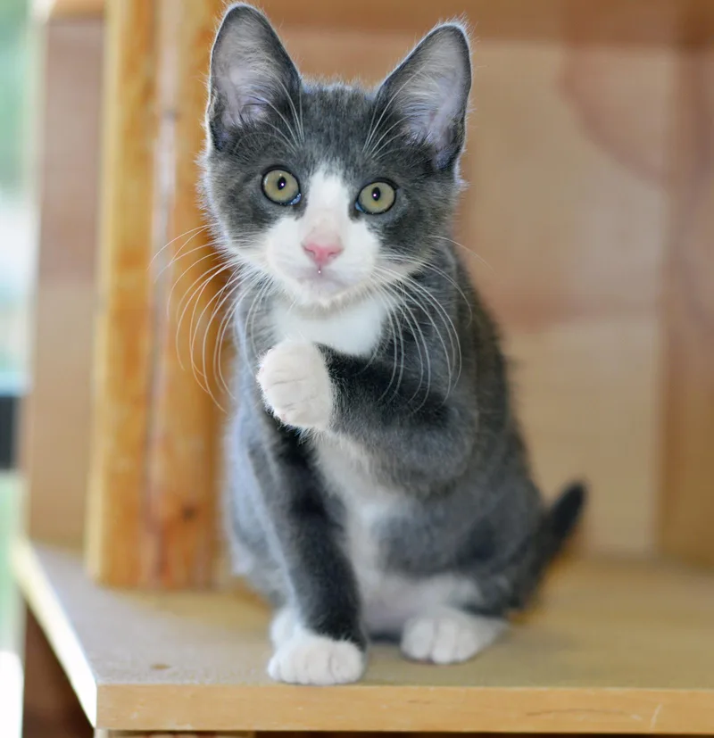 A baby medium-sized male Gray & White Domestic Short Hair cat named Howard for adoption in San Clemente, CA