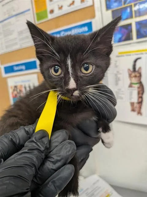 A baby small-sized female Domestic Short Hair cat named Susan for adoption in Camarillo, CA