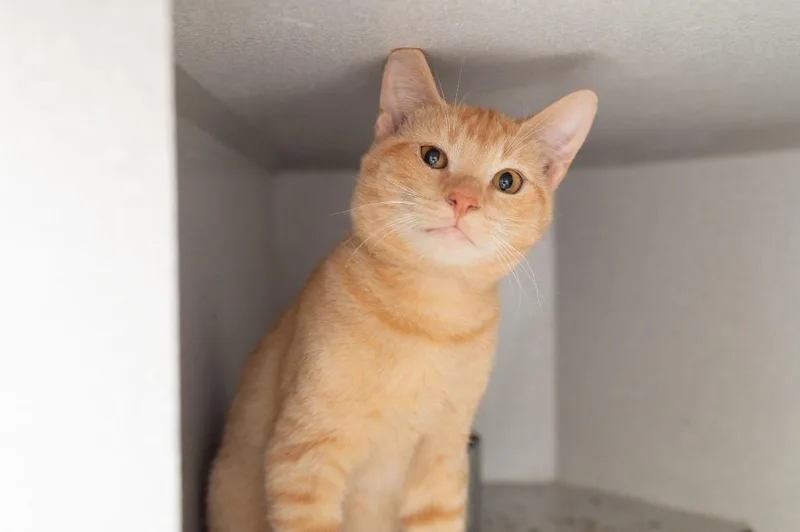 A young small-sized male Domestic Short Hair cat named Tang for adoption in Los Angeles, CA