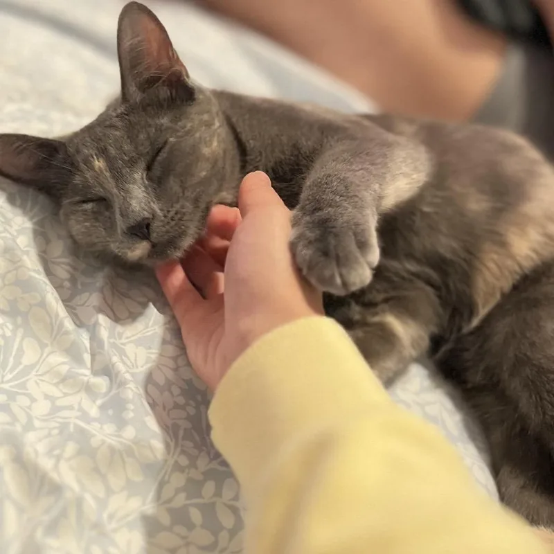 A young medium-sized female Tortoiseshell Domestic Short Hair cat named Midori for adoption in Sunnyvale, CA