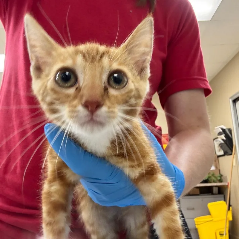 A baby small-sized male Orange / Red Domestic Short Hair cat named Elvis for adoption in Birmingham, AL