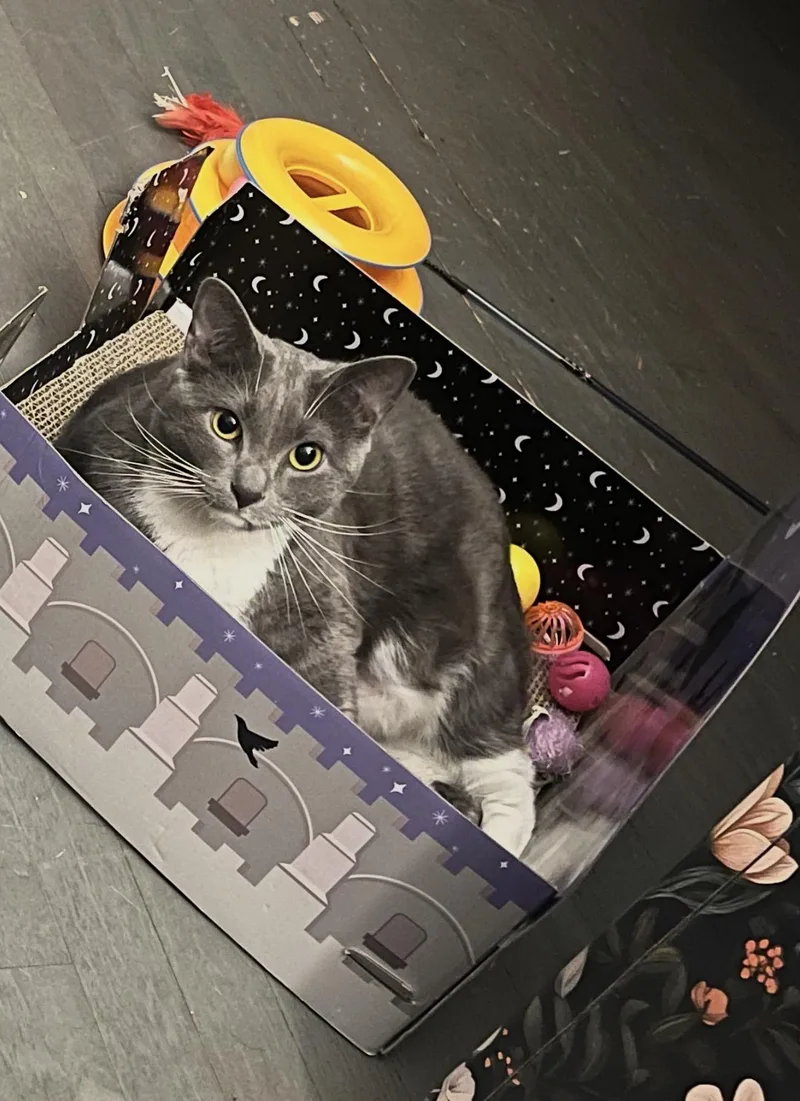 A young large-sized female Domestic Short Hair cat named Muffin for adoption in Charlotte, NC
