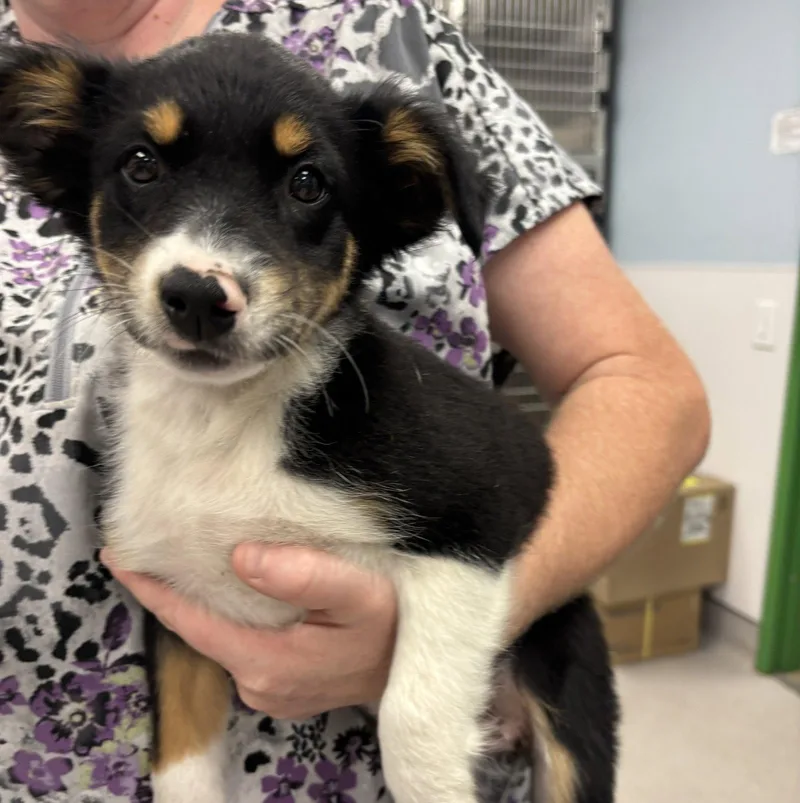 A baby large-sized female Australian Shepherd dog named Chilly for adoption in Washington, DC
