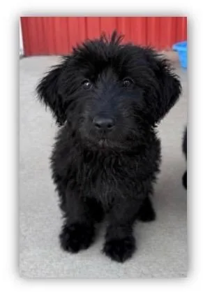 A baby medium-sized female Portuguese Water Dog dog named Louisa for adoption in Hudson, NY