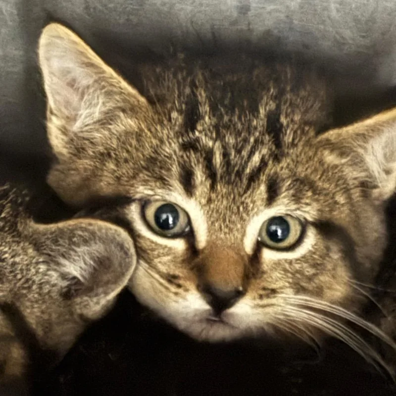 A baby small-sized male Gray / Blue / Silver Domestic Short Hair cat named Scout for adoption in Clanton, AL
