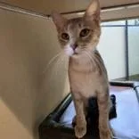 A young medium-sized female Buff & White Domestic Short Hair cat named Bread Basket for adoption in Dubuque, IA