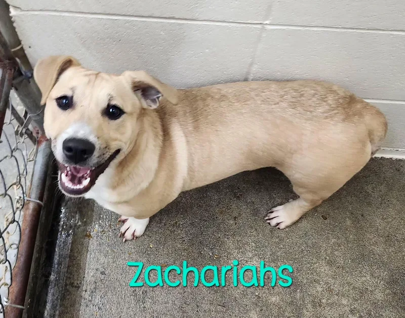 Zachariahs Terrific thumbnail 3