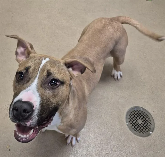 A young small-sized male Pit Bull Terrier dog named Rocky for adoption in Decatur, IL