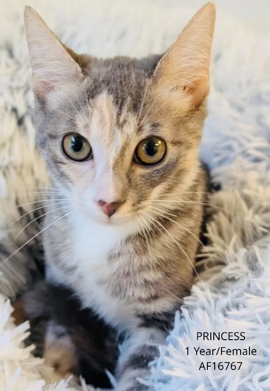 An adult medium-sized female Domestic Short Hair cat named Princess for adoption in Supply, NC