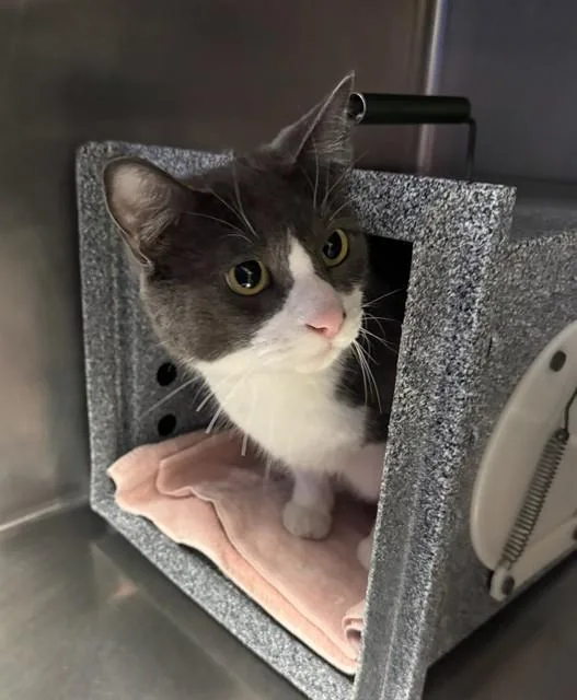 An adult large-sized male Domestic Short Hair cat named Potato for adoption in Fort Myers, FL