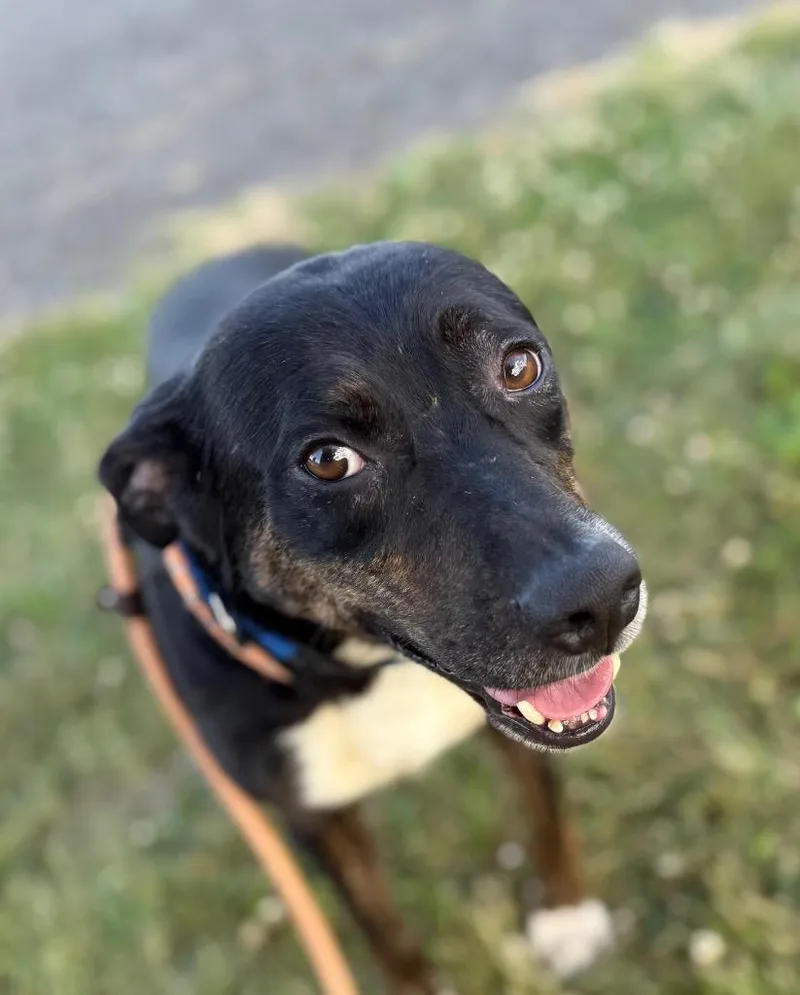 An adult medium-sized male Mixed Breed dog named Mando for adoption in Hyde Park, NY