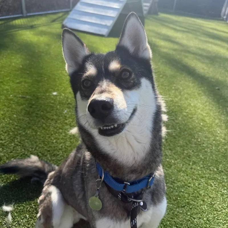 An adult medium-sized female Gray / Blue / Silver Husky dog named Chanell for adoption in Warwick, RI
