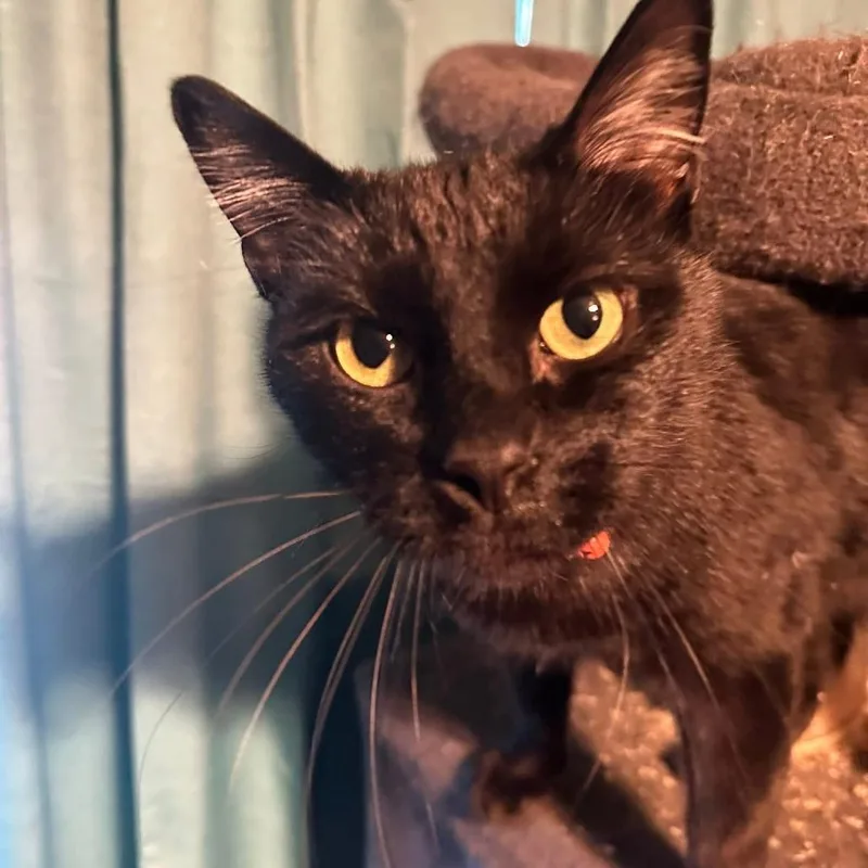 Binx