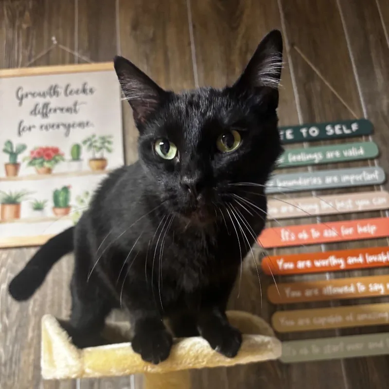 Binx thumbnail 2