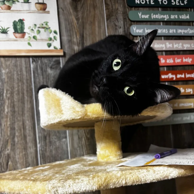 Binx thumbnail 3