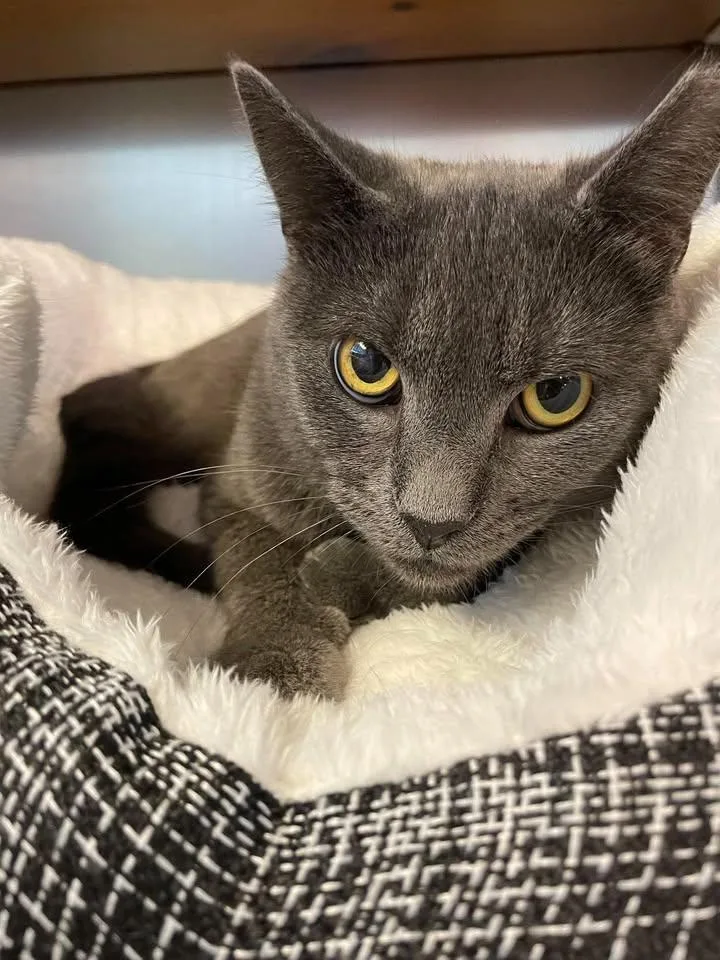 An adult medium-sized male Gray / Blue / Silver Domestic Short Hair cat named Renly for adoption in Wilmington, NC