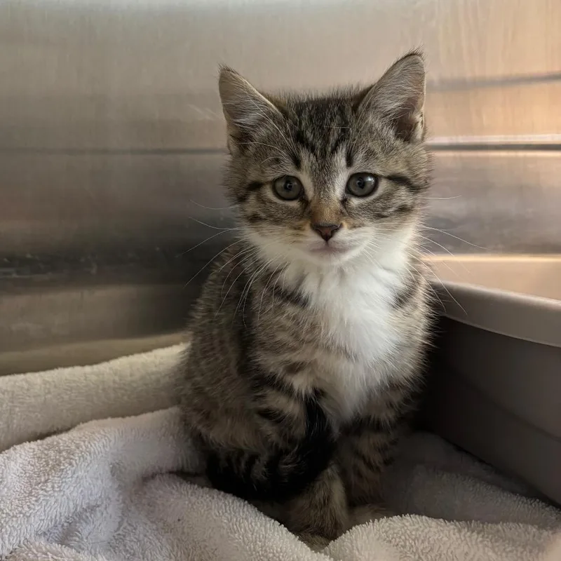 A baby small-sized female Brown / Chocolate Domestic Short Hair cat named Ciabatta for adoption in Washington Township, OH