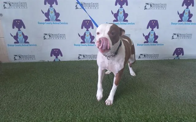 An adult medium-sized female Pit Bull Terrier dog named Liberty for adoption in Orlando, FL