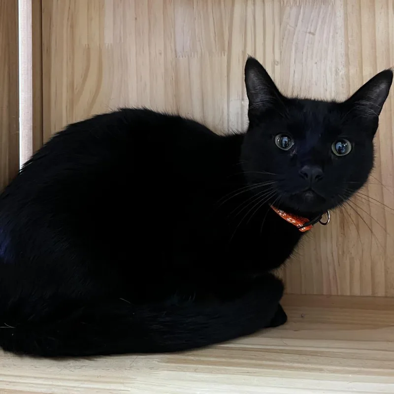 A young medium-sized male Black Domestic Short Hair cat named Cobweb for adoption in Yucca Valley, CA