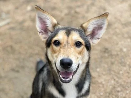A young medium-sized female Tricolor (Brown, Black, & White) Mixed Breed dog named Clarity for adoption in Georgetown, TX