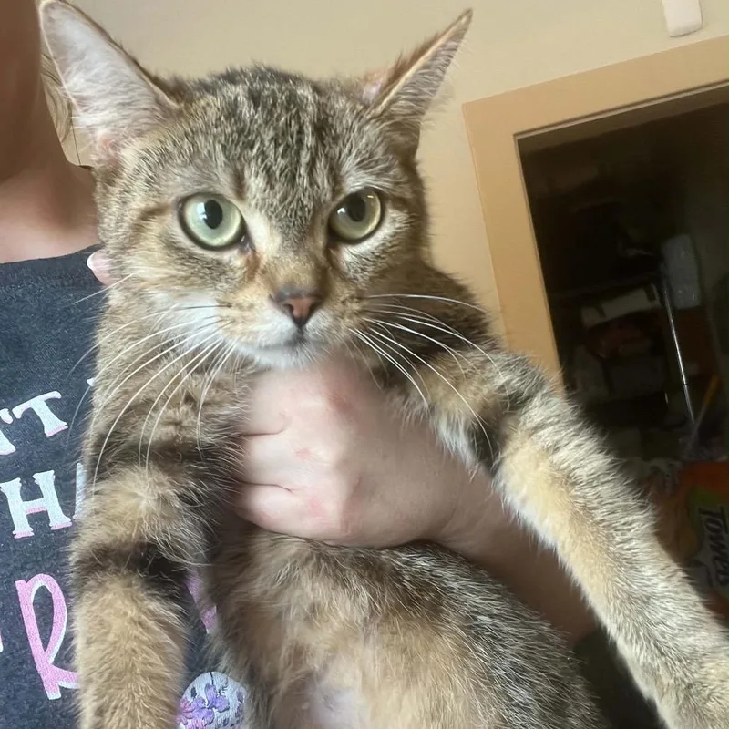 A young small-sized female Brown / Chocolate Domestic Short Hair cat named Cozy for adoption in Pasadena , MD