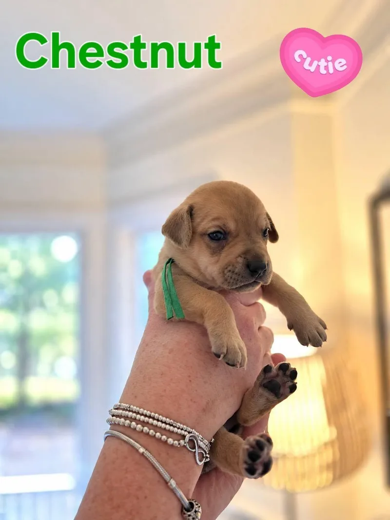 A baby medium-sized female Terrier dog named Chestnut  Willow Mae for adoption in Holly Springs, NC