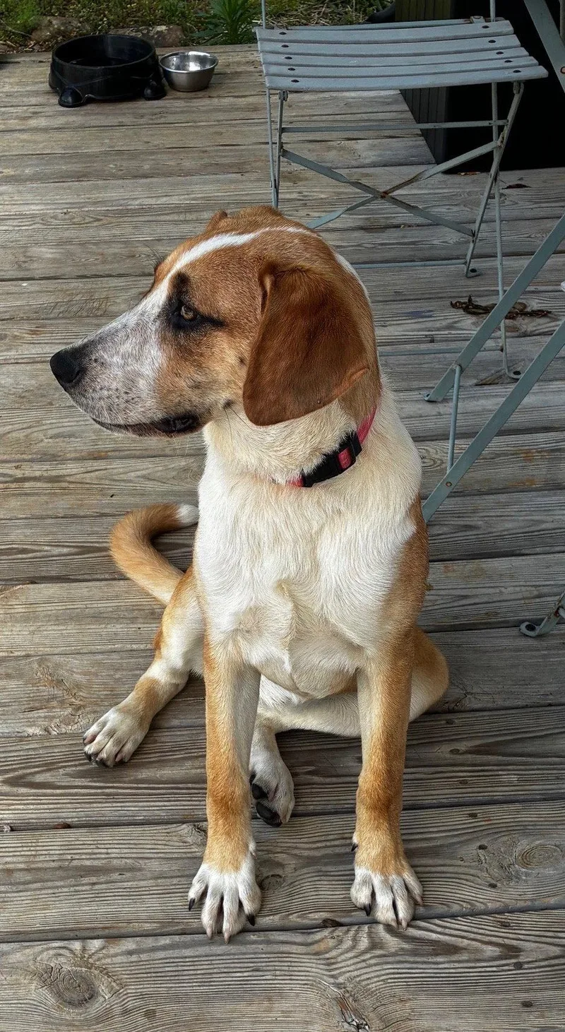 An adult medium-sized female Hound dog named Bb for adoption in Rutledge, TN