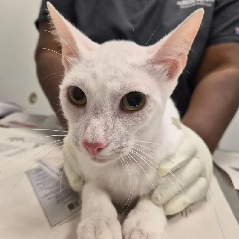 A young medium-sized male White Domestic Short Hair cat named Kit Kat for adoption in Jacksonville, FL