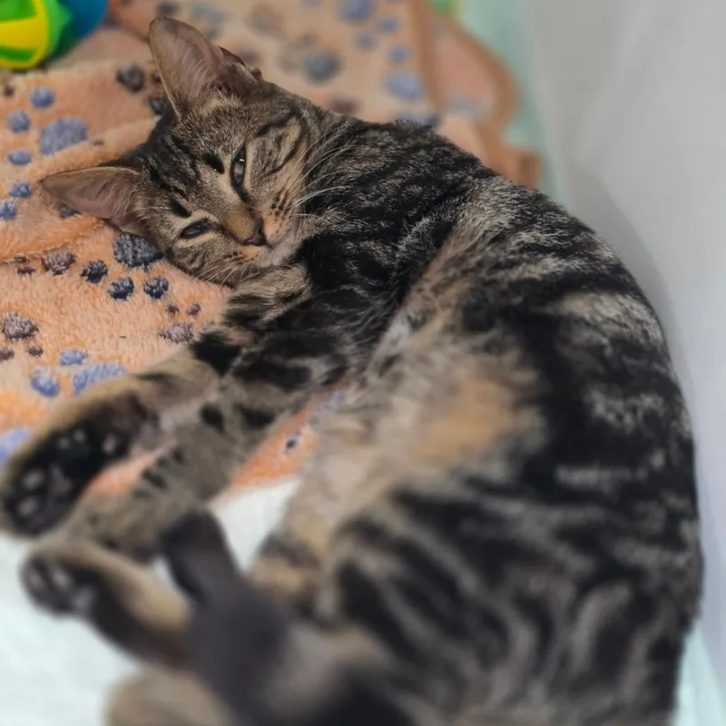 A baby small-sized female Brown / Chocolate Domestic Short Hair cat named Maize for adoption in Elizabeth City, NC