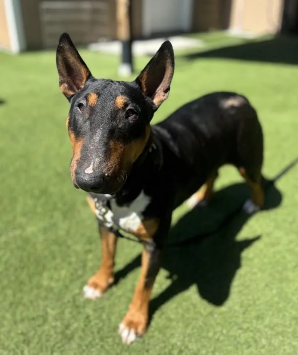 An adult medium-sized female Bull Terrier dog named Pepper for adoption in Oceanside, CA