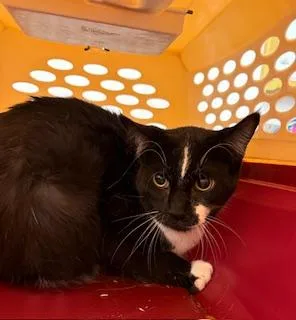 An adult small-sized male Domestic Short Hair cat named Jr for adoption in South Bend, IN