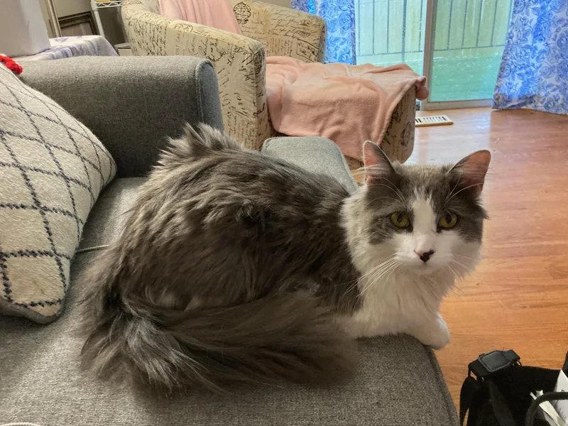A young medium-sized male Gray & White Domestic Long Hair cat named Ember for adoption in Bridgeport, CT
