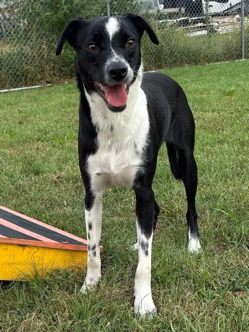 An adult medium-sized male Mixed Breed dog named Provolone for adoption in Davenport, IA