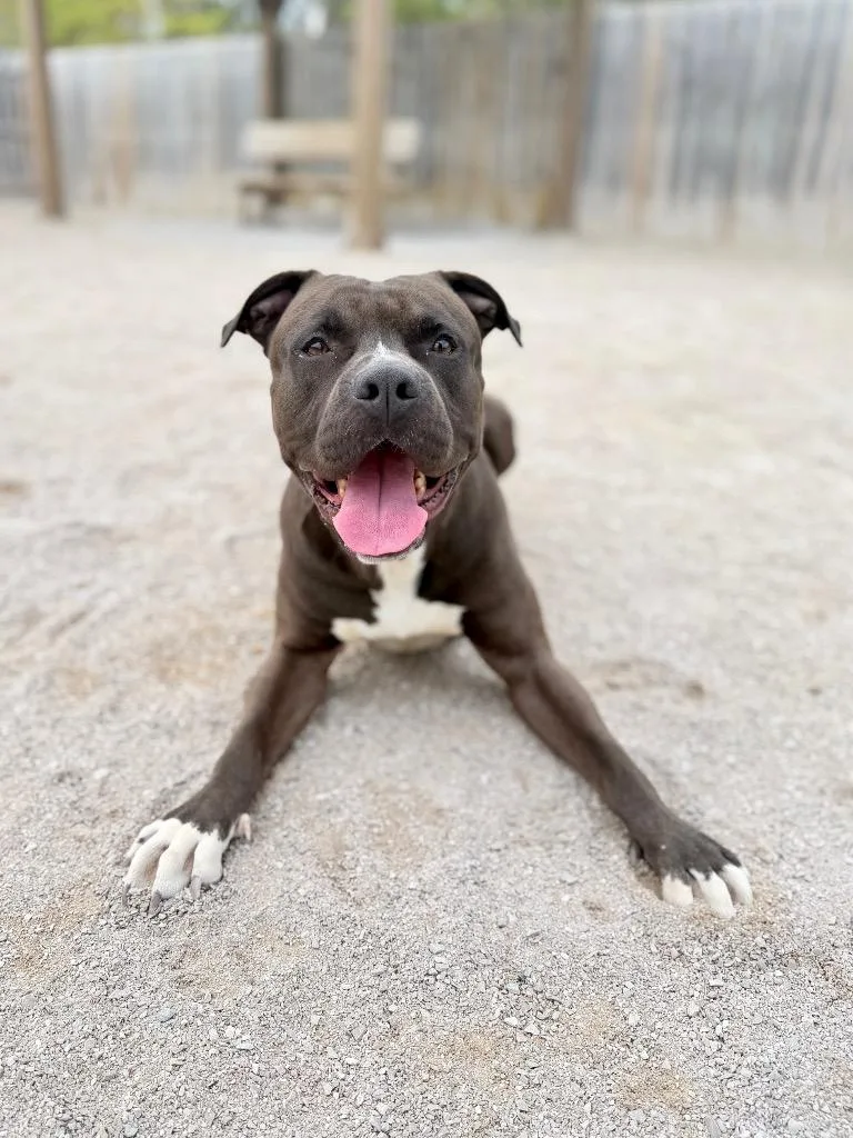 A young medium-sized male Mixed Breed dog named Otter for adoption in Muskegon, MI