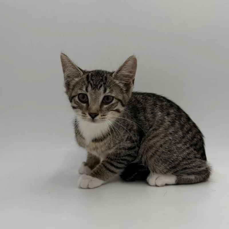 A baby medium-sized female Domestic Short Hair cat named Winnie for adoption in State College, PA