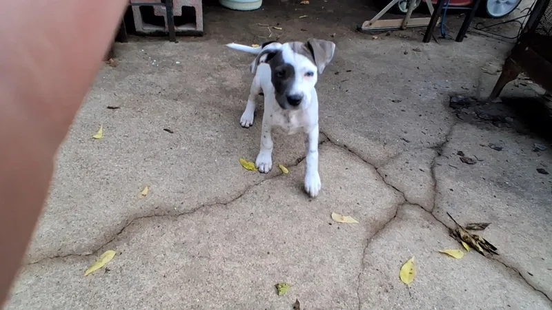 A baby medium-sized male White / Cream Terrier dog named Tom for adoption in Carnegie, OK