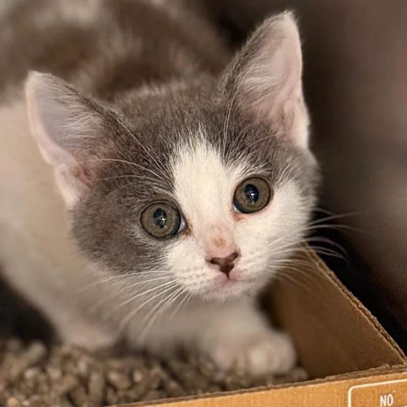 A baby small-sized female Domestic Short Hair cat named Cloudy for adoption in Cumming, GA