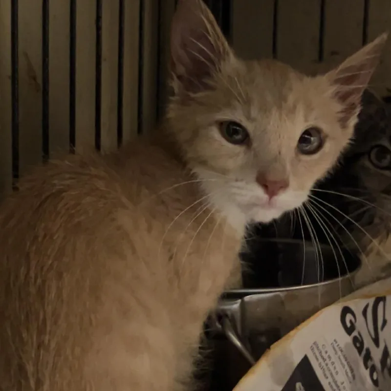 A baby small-sized male Cream / Ivory American Shorthair cat named Jim for adoption in Monroeville, AL