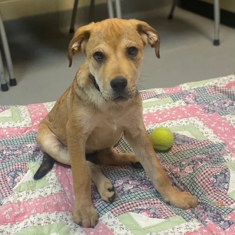 A baby medium-sized male Apricot / Beige Mixed Breed dog named Gregory for adoption in Hop Bottom, PA
