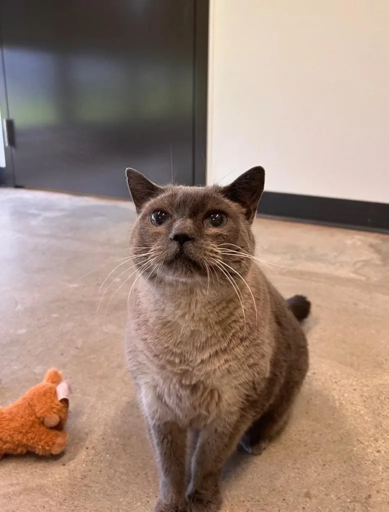 A senior medium-sized female Domestic Short Hair cat named Smokey for adoption in Minot, ND